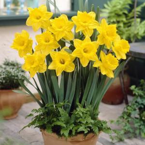 Нарцисс Датч Мастер (Dutch Master), 15 шт (разбор 16/18!) - картинка 5