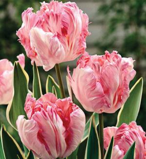 Тюльпан Сильвер Пэррот (Silver Parrot), 10 шт (разбор 11/12) - картинка 2