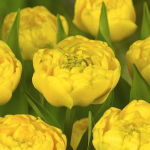 Тюльпан Йеллоу Помпонет (Yellow Pomponnet), 10 шт (разбор 12/14) - картинка 3
