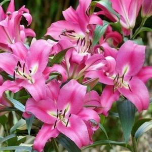 Лилия ОТ-гибрид Робина (Robina), 3 шт (разбор 16/18!) - картинка 1