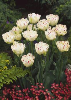 Тюльпан Денслайн (Danceline), 5 шт (разбор 12/14) - картинка 3