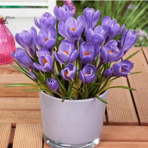 Крокус Гранд Матр (Grand Maitre), 10 шт (разбор 9/10) - картинка 2