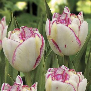 Тюльпан Белиция (Belicia), 10 шт (разбор 12/14) - картинка 2