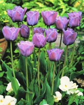 Тюльпан Блю Эмабль (Blue Aimable), 10 шт (разбор 12/14) - картинка 3