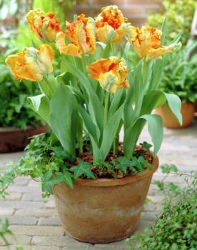 Тюльпан Пэррот Кинг (Parrot King), 10 шт (разбор 11/12) - картинка 2