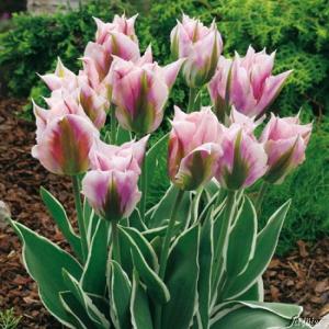 Тюльпан Чайна Таун (China Town), 10 шт (разбор 12/14) - картинка 6