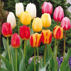 Тюльпан Дарвинов гибрид смесь (Darwin Hybrid mix), 15 шт - картинка 3