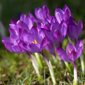 Крокус Руби Джаент (tommasinianus Ruby Giant), 25 шт (разбор 5/7) - картинка 2