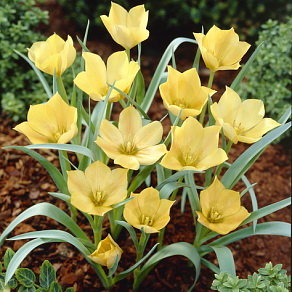 Тюльпан Баталини Брайт Джем (Batalinii Bright Gem), 15 шт - картинка 1