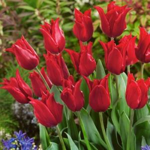 Тюльпан Притти Вумен (Pretty Woman), 10 шт (разбор 12/14) - картинка 4