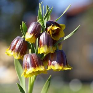 Рябчик Михайловского (Fritillaria michailovskyi), 10 шт (разбор 5/6) - картинка 2