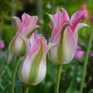 Тюльпан Флороза (Florosa), 10 шт (разбор 12/14) - картинка 1