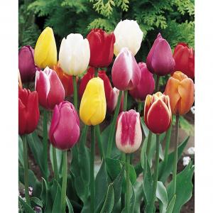 Тюльпан триумф смесь (Triumph mixed), 50 шт (разбор 12/14) - картинка 1