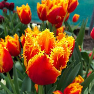 Тюльпан Фабио (Fabio), 10 шт (разбор 12/14) - картинка 1