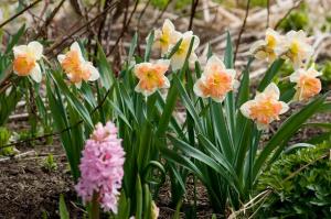 Нарцисс Ванилла Пич (Vanilla Peach), 5 шт (разбор 12/14) - картинка 4