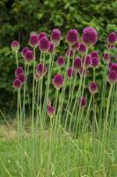 Аллиум Сфаероцефалон (Allium sphaerocephalon), 25 шт (разбор 6/7)