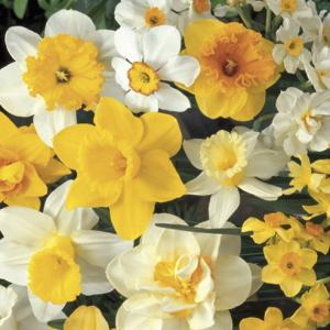 Нарцисс крупнокорончатый + мелкокоранчатый смесь (Large & small cupped mixed), 10 шт (разбор 12/14) - картинка 1