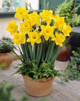 Нарцисс Датч Мастер (Dutch Master), 5 шт (разбор 12/14) - картинка 5