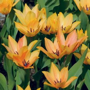 Тюльпан Престанс Шогун (Praestans Shogun), 15 шт (разбор 9/10) - картинка 4