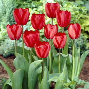 Тюльпан Ред Импрешн (Red Impression), 10 шт (разбор 12/14) - картинка 6