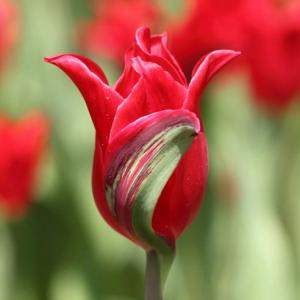 Тюльпан Притти Вумен (Pretty Woman), 10 шт (разбор 12/14) - картинка 3