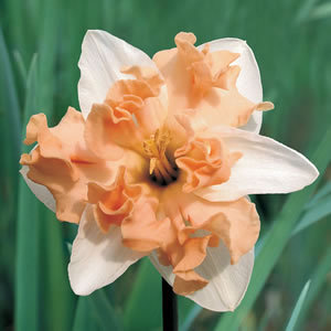 Нарцисс Вальц (Walz), 5 шт (разбор 12/14) - картинка 2