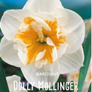 Нарцисс Долли Моллинджер (Dolly Mollinger), 5 шт (разбор 12/14) - картинка 2