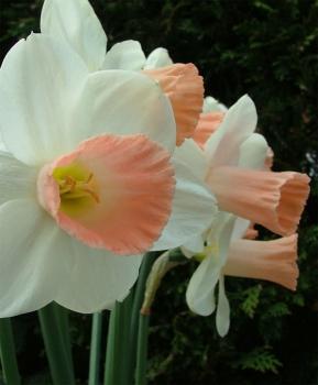 Нарцисс Пинк Силк (Pink Silk), 5 шт (разбор 12/14) - картинка 4