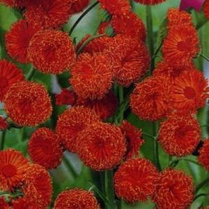 Эмилия Звёздочка - картинка 1