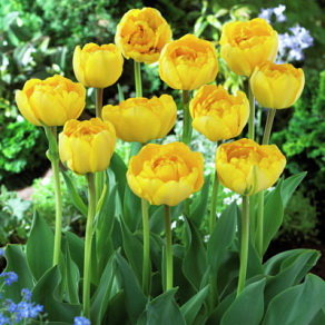 Тюльпан Йеллоу Помпонет (Yellow Pomponnet), 10 шт (разбор 12/14) - картинка 1