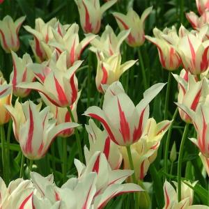 Тюльпан Мерилин (Marilyn), 10 шт (разбор 11/12) - картинка 4