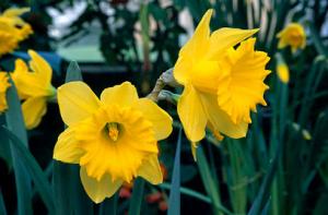 Нарцисс Датч Мастер (Dutch Master), 5 шт (разбор 12/14) - картинка 2