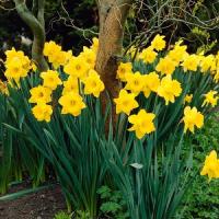 Нарцисс Датч Мастер (Dutch Master), 5 шт (разбор 12/14)