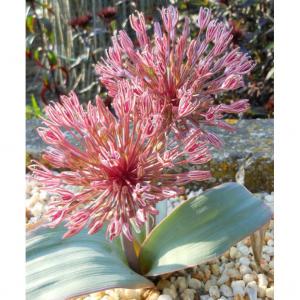 Аллиум Невскианум (Allium nevskianum), 3 шт (разбор 14/16) - картинка 3