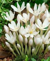 Колхикум Альбум (Colchicum autumnale Album), 1 шт (разбор 16/18)