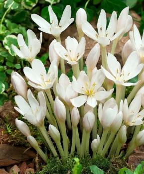 Колхикум Альбум (Colchicum autumnale Album), 1 шт (разбор 16/18) - картинка 1