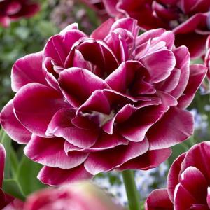 Тюльпан Дрим Тач (Dream Touch), 5 шт (разбор 12/14) - картинка 3