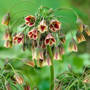 Аллиум Болгарский (Nectaroscordum siculum), 5 шт (разбор 10/11) - картинка 2