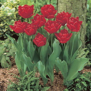 Тюльпан Ларго (Largo), 10 шт (разбор 11/12) - картинка 1