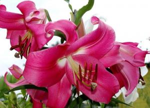 Лилия ОТ-гибрид Робина (Robina), 3 шт (разбор 16/18!) - картинка 2