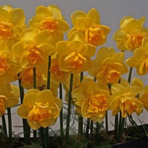 Нарцисс Оранж Джус (Orange Juice), 5 шт (разбор 12/14) - картинка 2