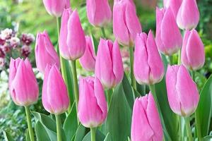 Тюльпан Мистресс (Mistress), 10 шт (разбор 11/12) - картинка 2