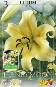 Лилия ОТ-гибрид Ханимун (Honeymoon), 3 шт (разбор 16/18!) - картинка 3