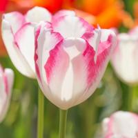 Тюльпан Грейсленд (Graceland), 10 шт (разбор 12/14)