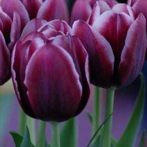 Тюльпан Александр Пушкин (Alexander Pushkin), 10 шт (разбор 12/14) - картинка 2