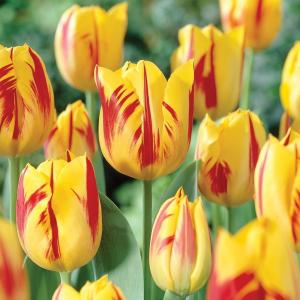 Тюльпан Вашингтон (Washington), 10 шт (разбор 11/12) - картинка 1