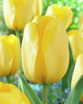 Тюльпан Голден Парад (Golden Parade), 15 шт (разбор 14/16!) - картинка 3