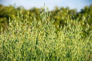 Сидерат Овёс Памяти Балавина, 900 г - картинка 1