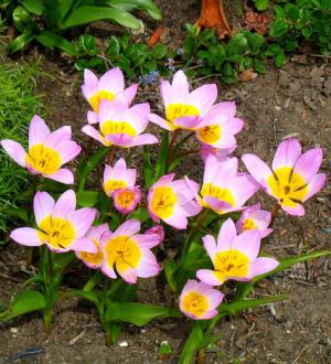 Тюльпан Бекери Лилак Вондер (bakerii Lilac Wonder), 20 шт - картинка 2