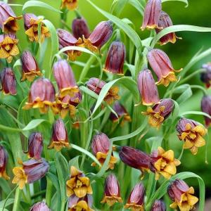 Рябчик Ува вульпис (Fritillaria uva-vulpis), 15 шт (разбор 8/9) - картинка 1